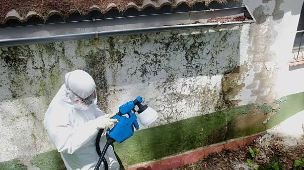 Top rated local Mold Remediation specialists in Christmas, FL